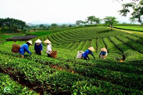 Bộ Nông nghiệp và Phát triển nông thôn đề xuất quy định mới về sắp xếp, đổi mới và phát triển, nâng cao hiệu quả hoạt động của công ty nông, lâm nghiệp Bộ Nông nghiệp và Phát triển nông thôn đề xuất quy định mới về sắp xếp, đổi mới và phát triển, nâng cao hiệu quả hoạt động của công ty nông, lâm nghiệp